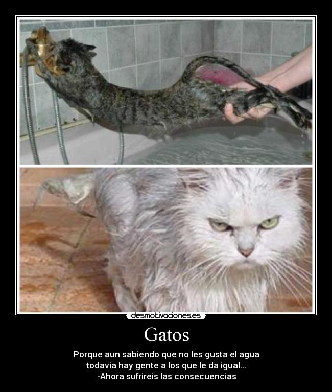 Gatos - 