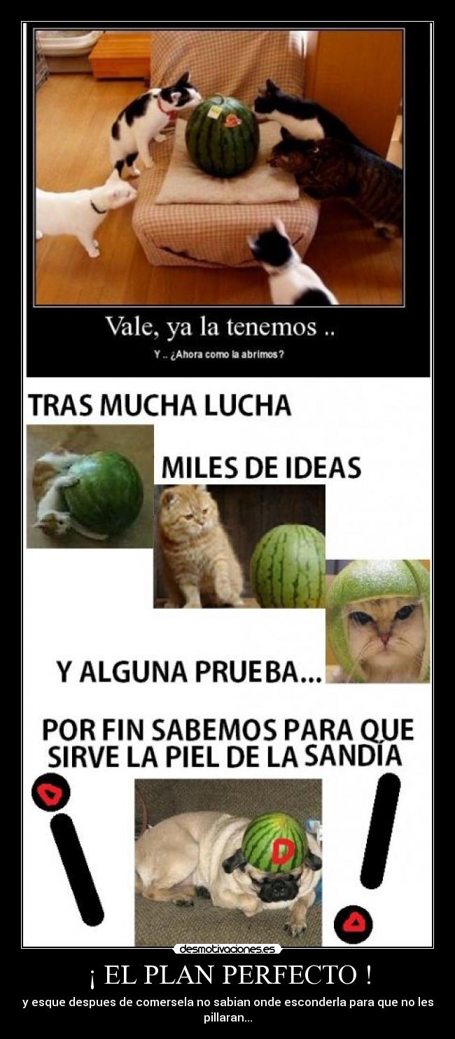 ¡ EL PLAN PERFECTO ! -