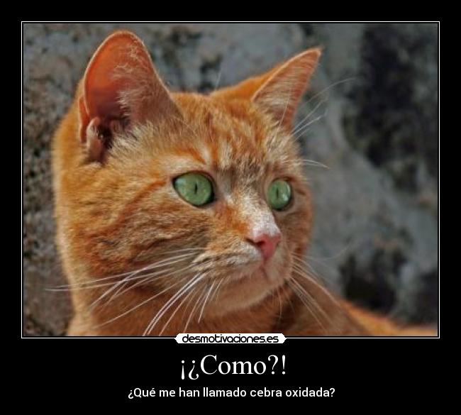 ¡¿Como?! -