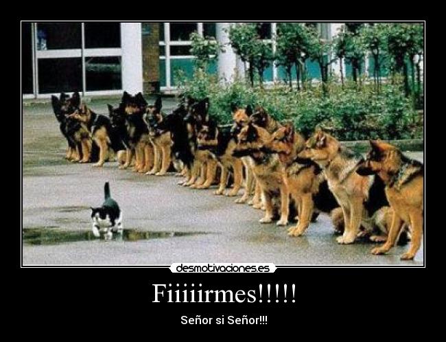 Fiiiiirmes!!!!! - Señor si Señor!!!