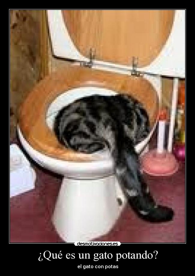 ¿Qué es un gato potando? -