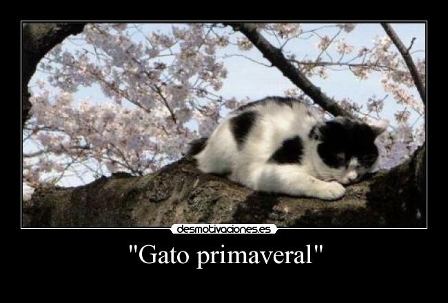 Gato primaveral - 
