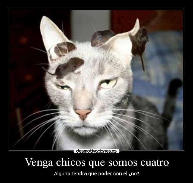 carteles gato desmotivaciones