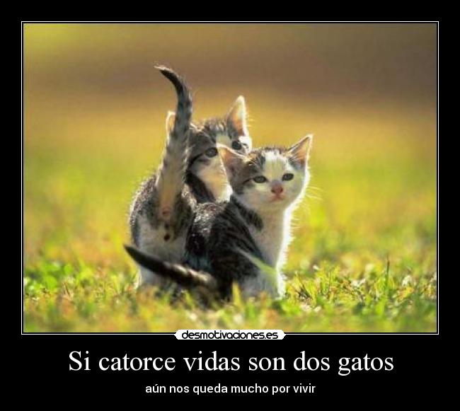 Si catorce vidas son dos gatos - aún nos queda mucho por vivir