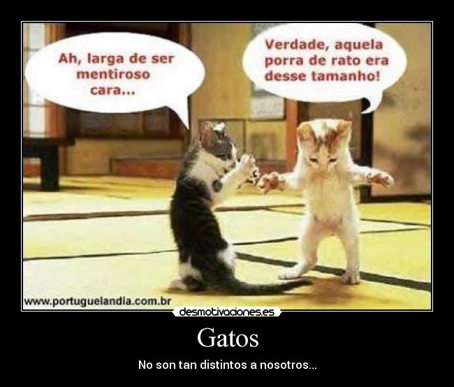Gatos - No son tan distintos a nosotros...