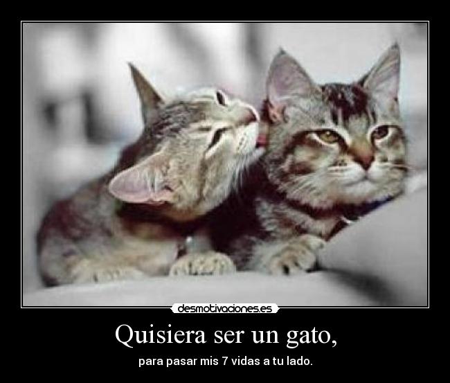 Quisiera ser un gato, - 