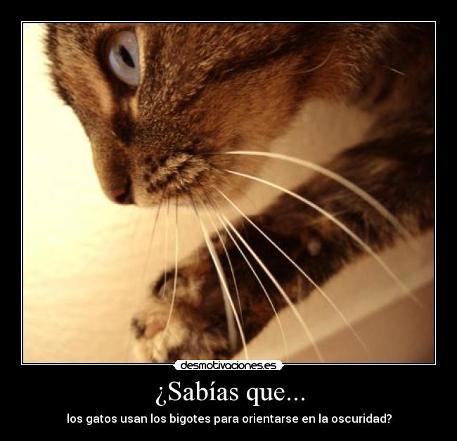 carteles gatos desmotivaciones