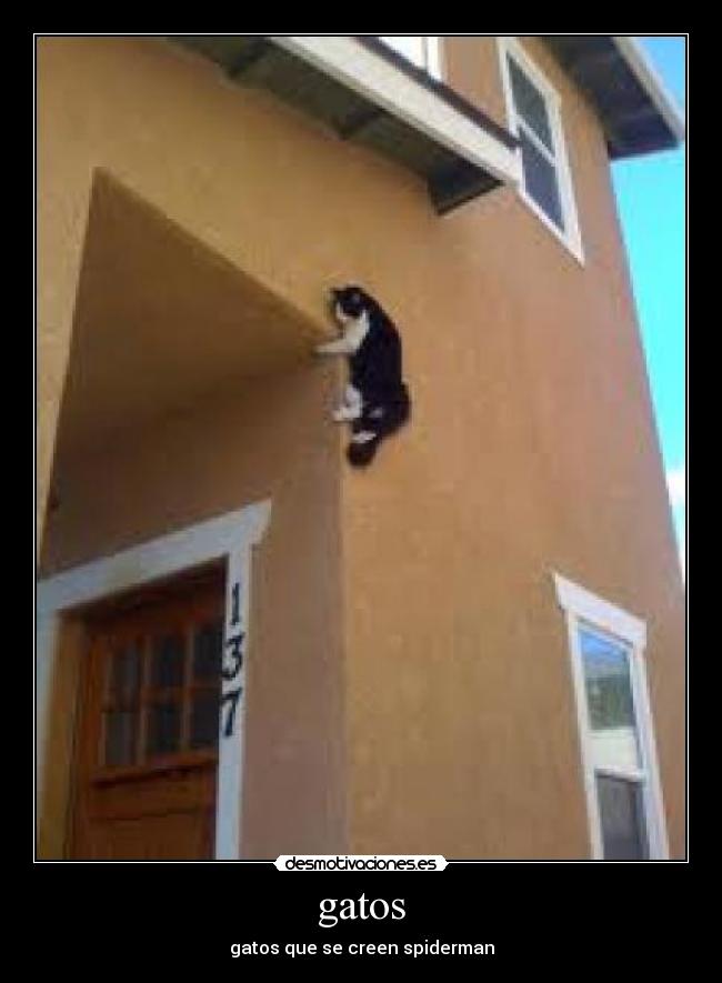 gatos - 