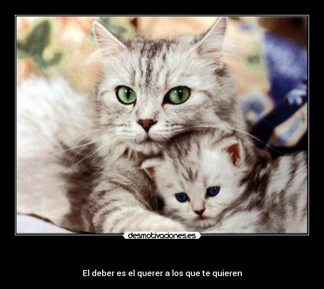 carteles gatos desmotivaciones