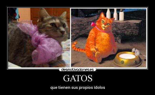 GATOS - que tienen sus propios ídolos