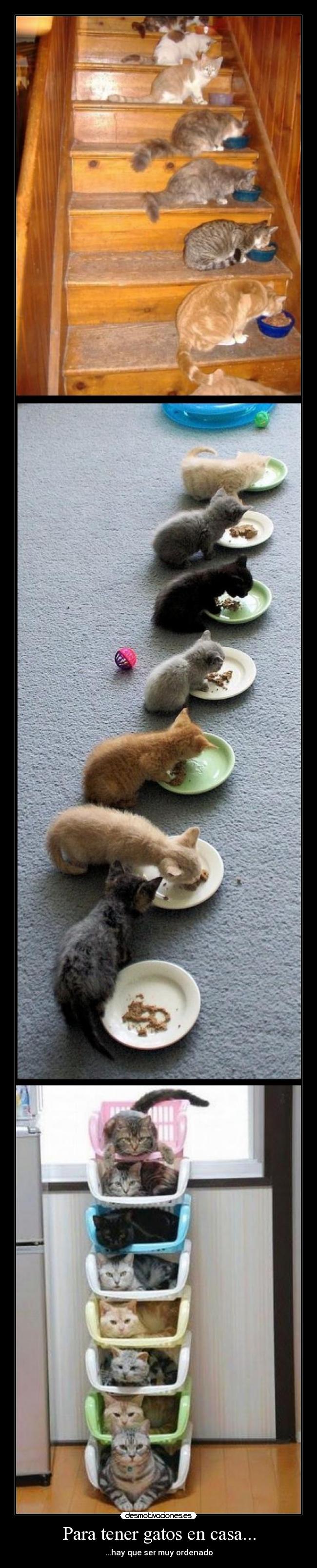 Para tener gatos en casa... - 