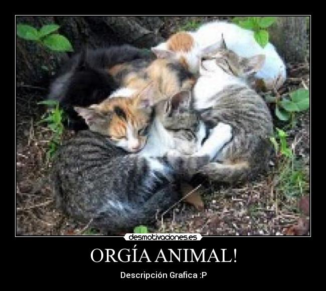 ORGÍA ANIMAL! - 