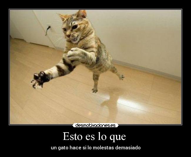 Esto es lo que - un gato hace si lo molestas demasiado