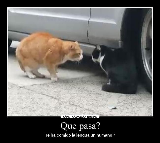 Que pasa? - Te ha comido la lengua un humano ?