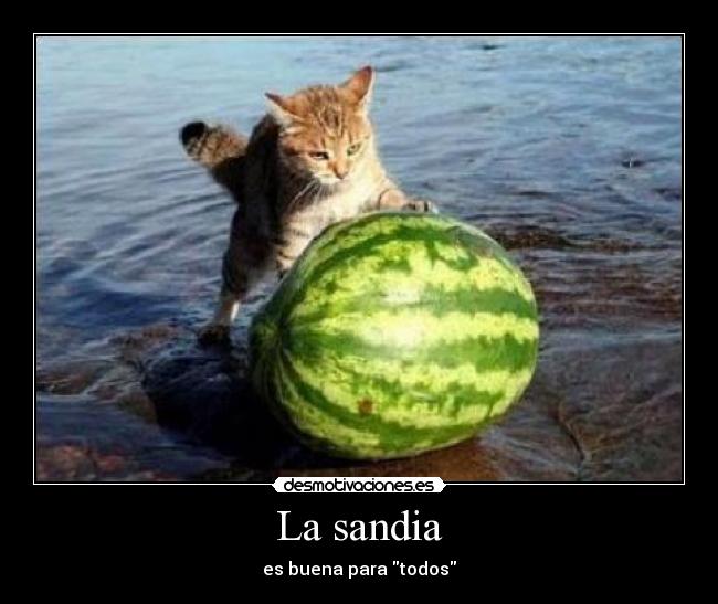 carteles the_king desmotivaciones