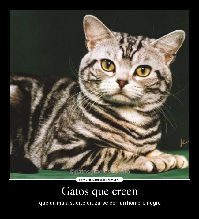 Gatos que creen - 