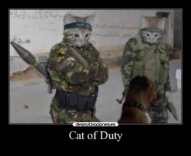 Cat of Duty -