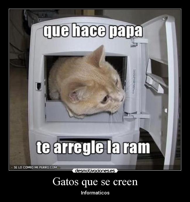 Gatos que se creen - 