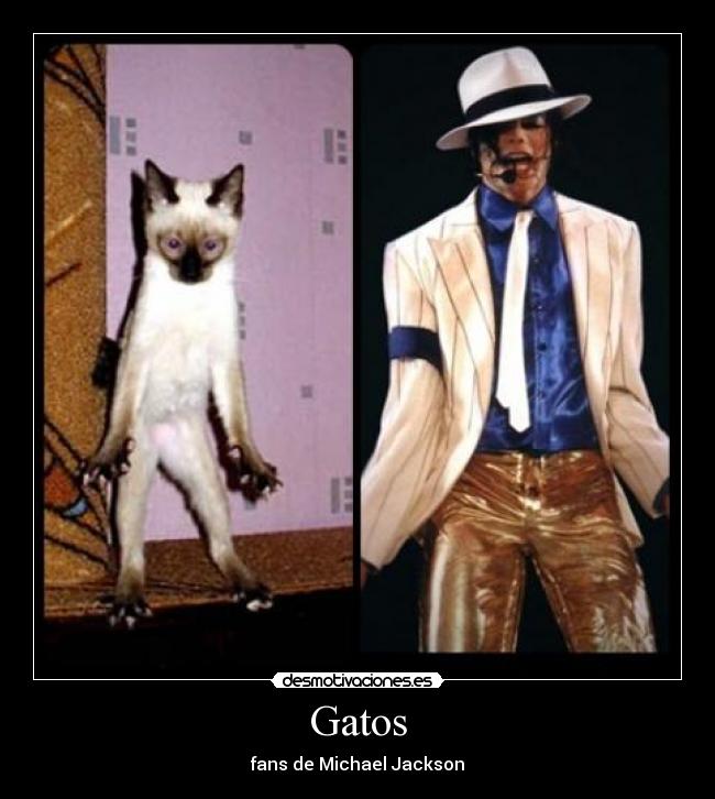 Gatos - 
