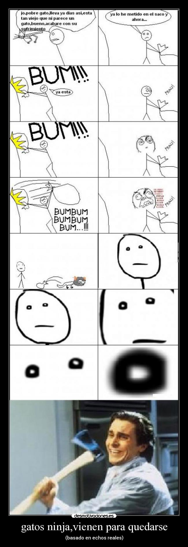 gatos ninja,vienen para quedarse -