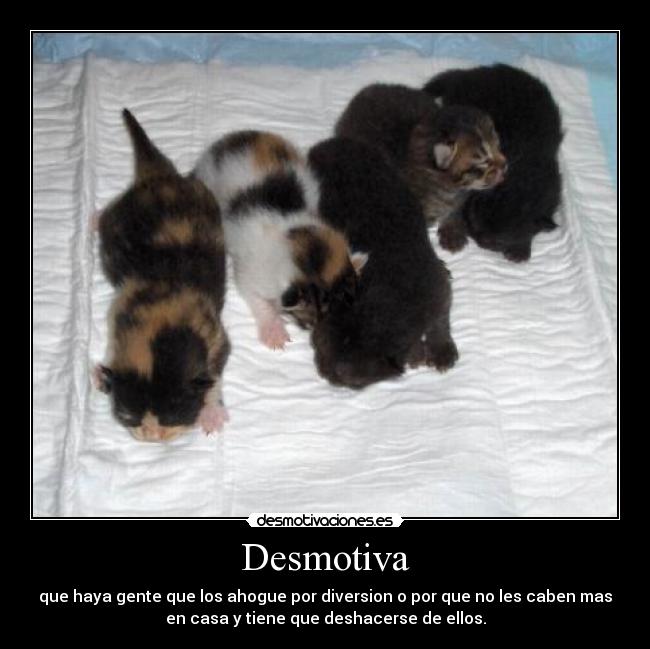 carteles gatitos desmotivaciones