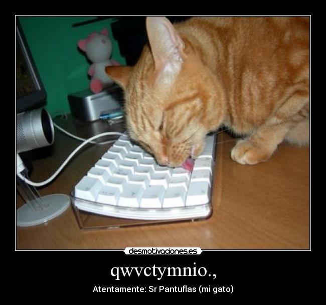 qwvctymnio., - Atentamente: Sr Pantuflas (mi gato)