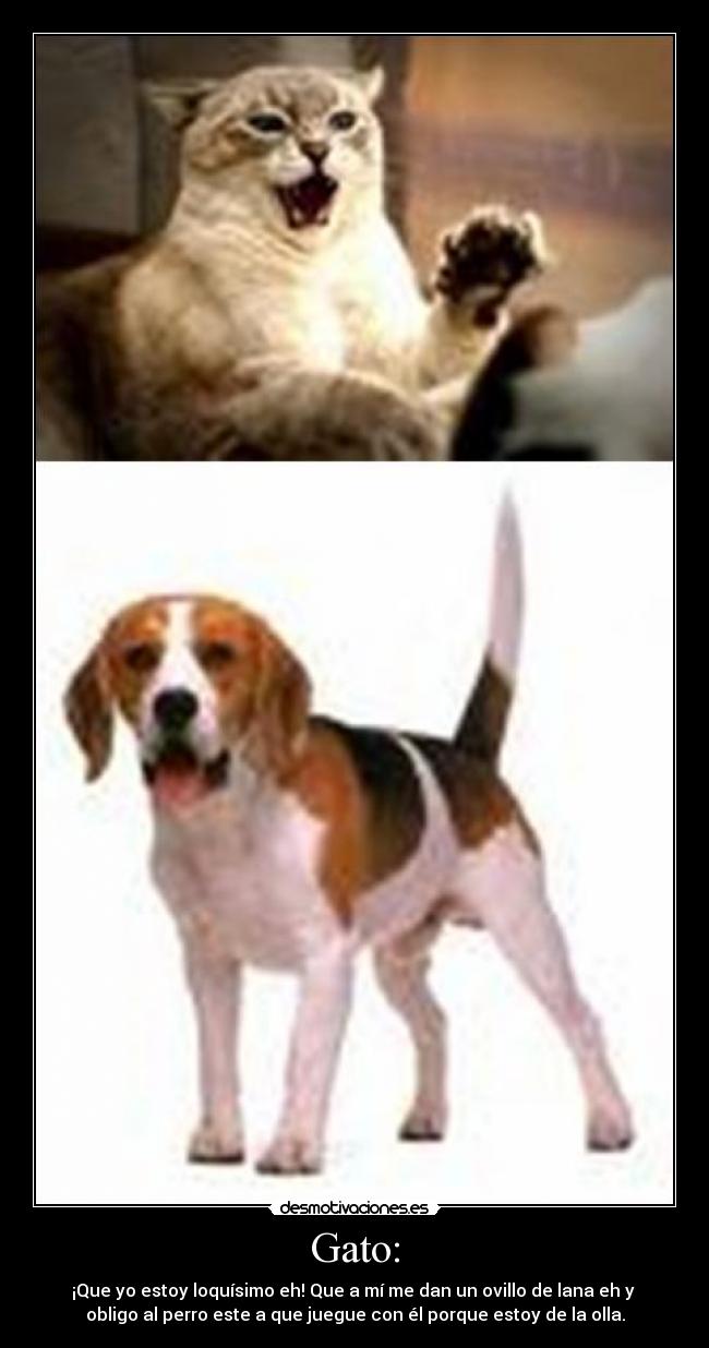 Gato: -