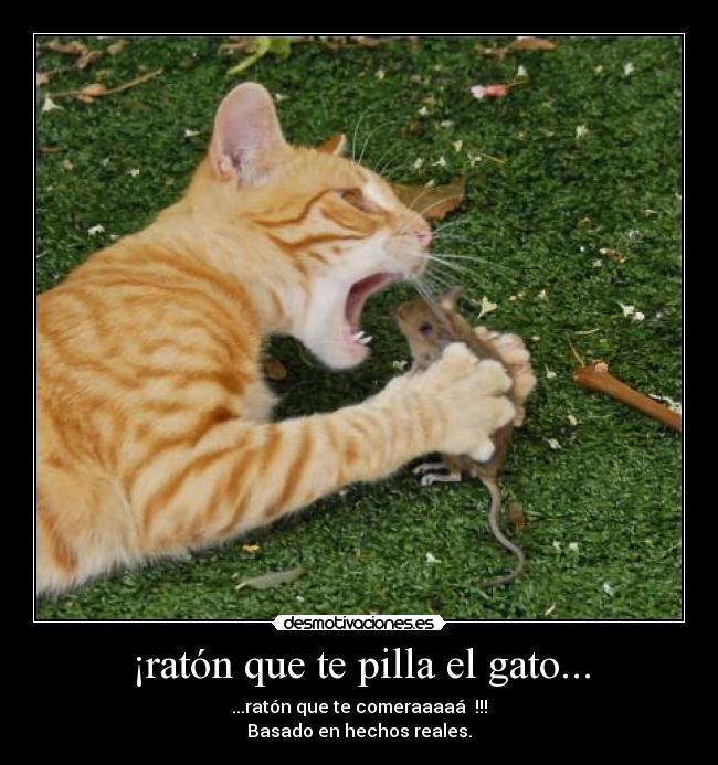 ¡ratón que te pilla el gato... - 