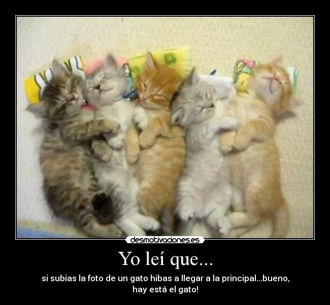 Yo leí que... - si subias la foto de un gato hibas a llegar a la principal...bueno, hay está el gato!