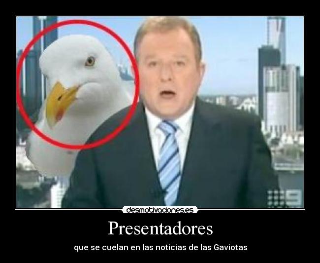 Presentadores - que se cuelan en las noticias de las Gaviotas