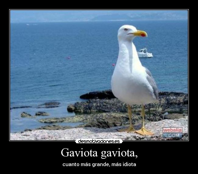 Gaviota gaviota, -