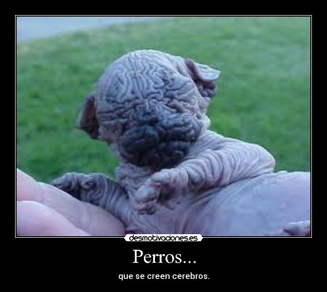 Perros... - que se creen cerebros.