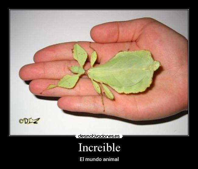 Increible -