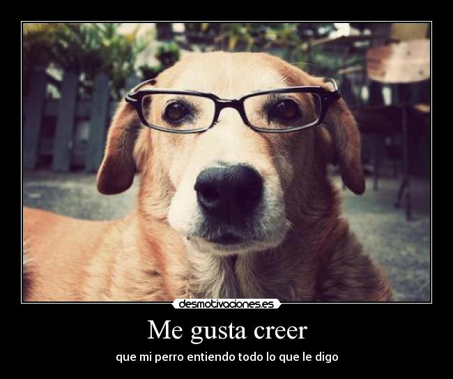 Me gusta creer - que mi perro entiendo todo lo que le digo