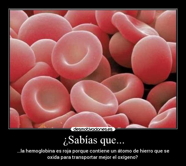 carteles sangre hemoglobina globulos rojos desmotivaciones
