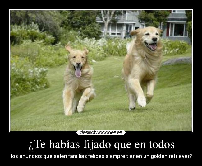 carteles habias fijado que todos los anuncios salen familias felices siempre tienen golden retriever desmotivaciones