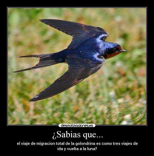 ¿Sabias que... - el viaje de migracion total de la golondrina es como tres viajes de
ida y vuelta a la luna?