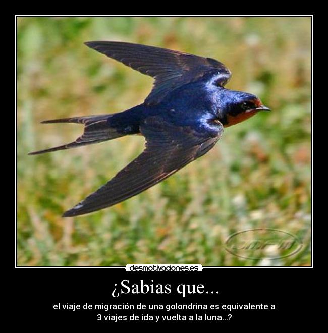 ¿Sabias que... - el viaje de migración de una golondrina es equivalente a
3 viajes de ida y vuelta a la luna...?