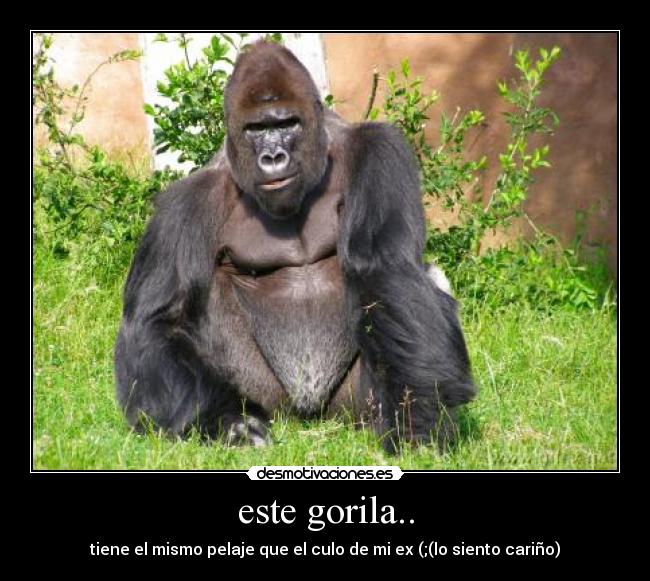 este gorila.. - 