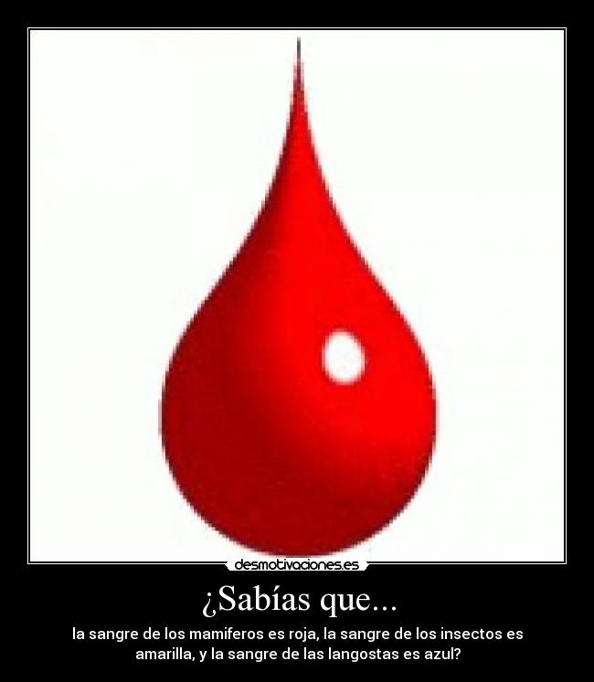 ¿Sabías que... - la sangre de los mamiferos es roja, la sangre de los insectos es
amarilla, y la sangre de las langostas es azul?