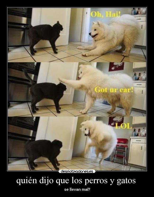 quién dijo que los perros y gatos - se llevan mal?