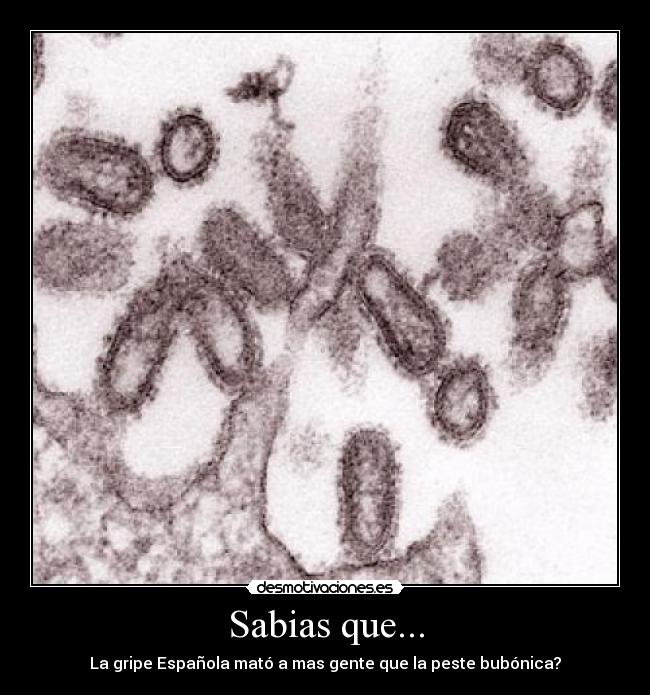 Sabias que... - La gripe Española mató a mas gente que la peste bubónica?