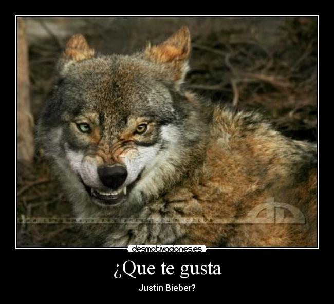 ¿Que te gusta - Justin Bieber?