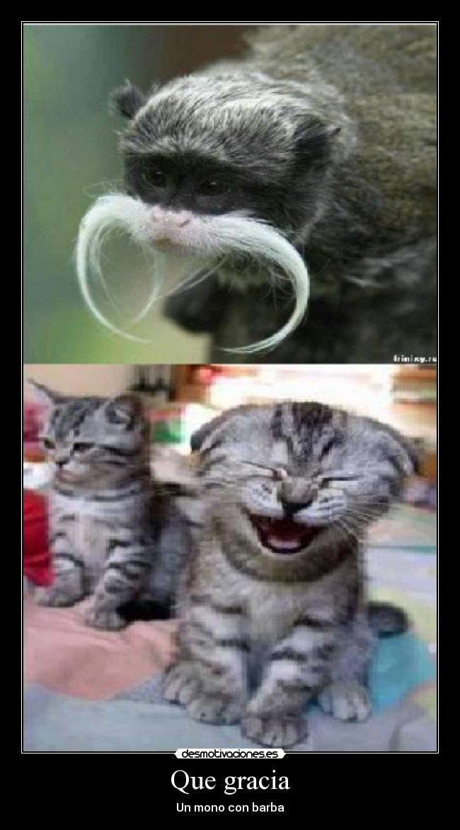 Que gracia - Un mono con barba