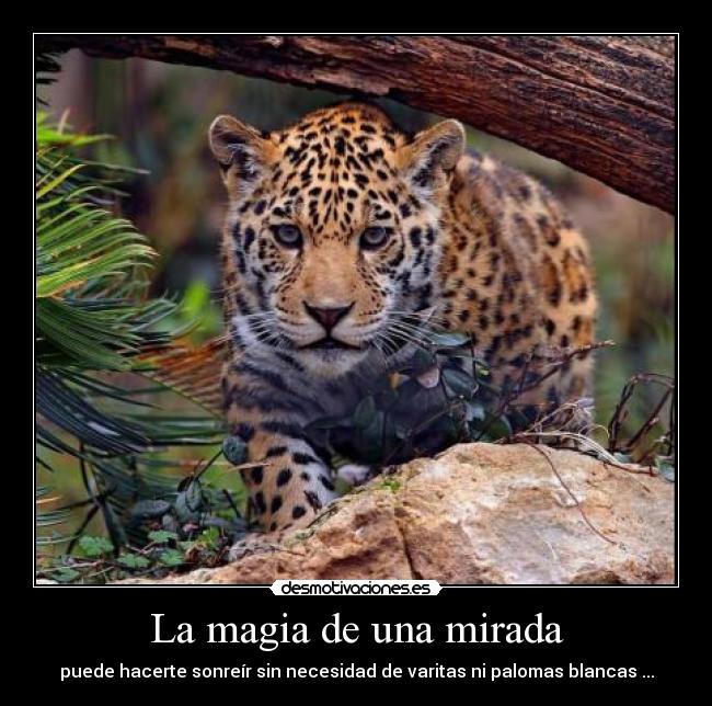 La magia de una mirada - puede hacerte sonreír sin necesidad de varitas ni palomas blancas ...