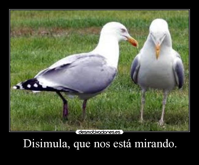 Disimula, que nos está mirando. -