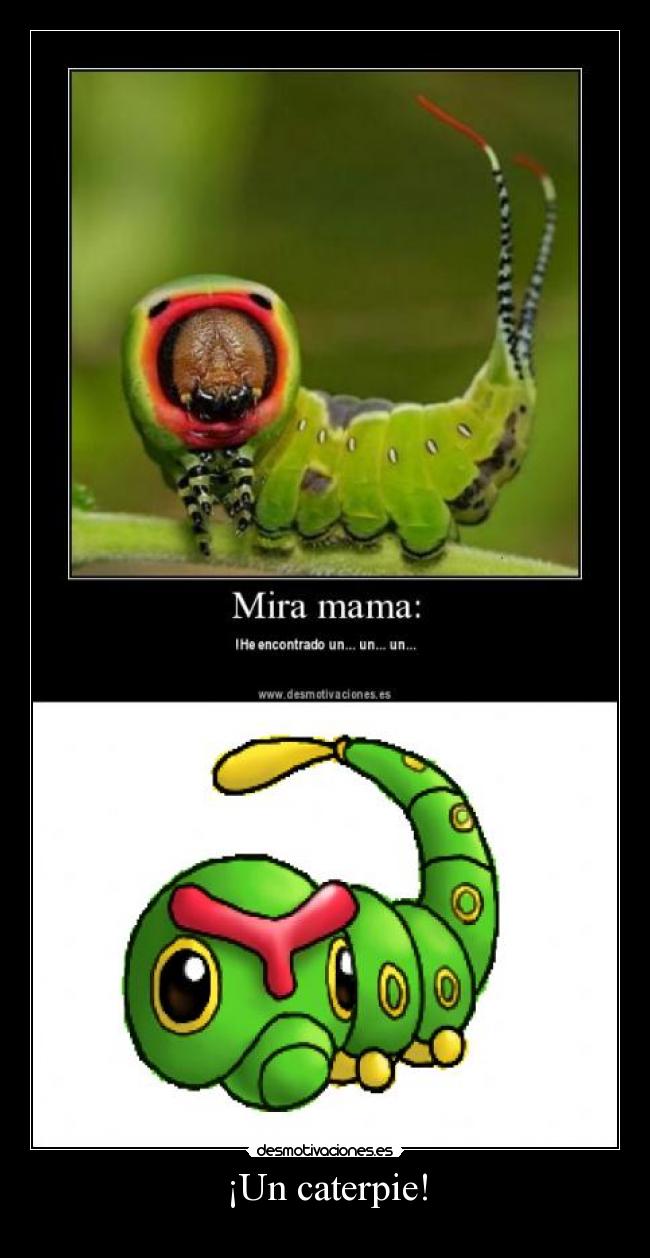 ¡Un caterpie! - 