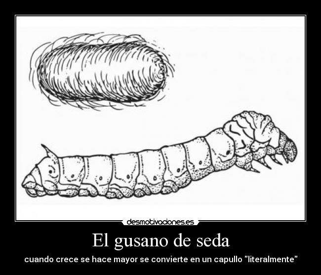 El gusano de seda -