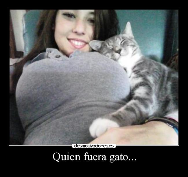 Quien fuera gato... -