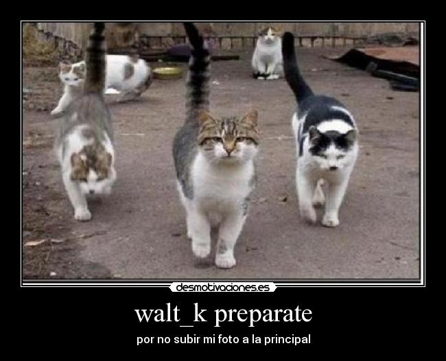 walt_k preparate - 